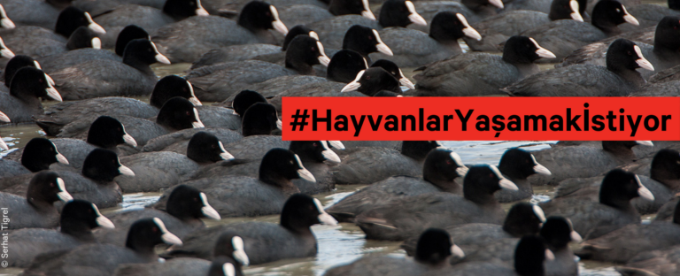 hayvanlar-yasamak-istiyor